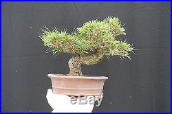 Shohin Japanese Black Pine Bonsai Pinus Thunbergii FREE SHIPPING