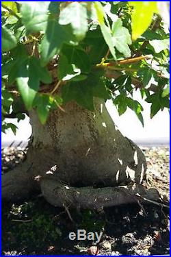 Shohin Japanese Trident Maple Bonsai Tree