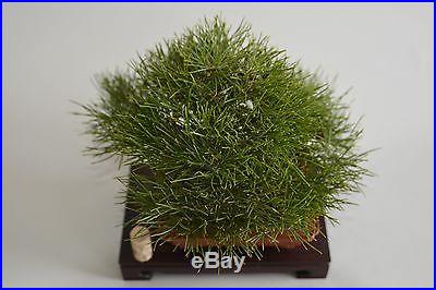 Shohin Japanese black pine bonsai. No reserve, best deal on ebay