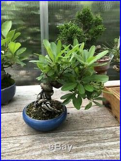Shohin Mame Bonsai Puracantha! Beautiful Exposed Roots! Flowering And Fruiting