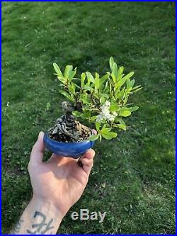 Shohin Mame Bonsai Puracantha! Beautiful Exposed Roots! Flowering And Fruiting