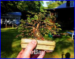 Shohin/Mame Cork Bark Elm Bonsai Tree (Excellent Corked Bark)