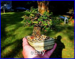 Shohin/Mame Cork Bark Elm Bonsai Tree (Excellent Corked Bark)