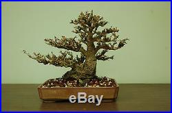 Shohin Nia buxifolia bonsai tree. Tiny leaves. Show Ready