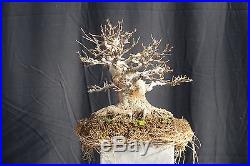 Shohin Pig Trident Maple Bonsai Acer Buergeranum - FREE SHIPPING