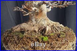 Shohin Pig Trident Maple Bonsai Acer Buergeranum - FREE SHIPPING