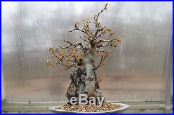 Shohin Root-Over-Rock Trident Maple Bonsai Acer Buergerianum