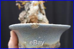 Shohin Root-Over-Rock Trident Maple Bonsai Acer Buergerianum