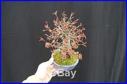Shohin Root-Over-Rock Trident Maple Bonsai Acer Buergerianum FREE SHIPPING