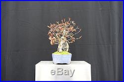 Shohin Root-Over-Rock Trident Maple Bonsai Acer Buergerianum FREE SHIPPING
