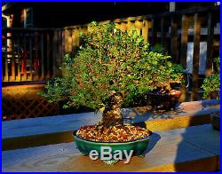 Shohin Seiju Elm Bonsai Tree (Fat Tapered Trunk)
