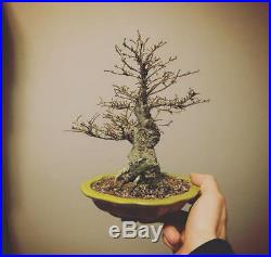 Shohin Seiju Elm Bonsai Tree (Fat Tapered Trunk)