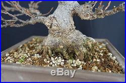 Shohin Trident Maple Bonsai Acer Buergeranum - FREE SHIPPING