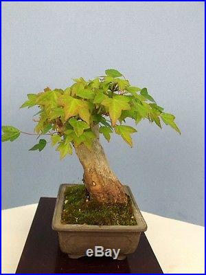 Shohin Trident Maple Specimen Bonsai Tree 2 Trunk! 5 Tall