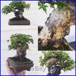 Shohin Trident Maple bonsai Over Rock FROM JAPAN
