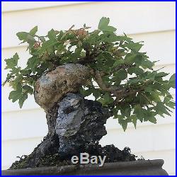 Shohin Trident Maple bonsai Over Rock (SALE!) FREE SHIPPING