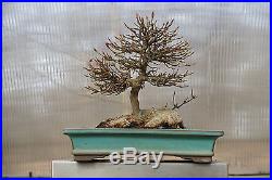 Shohin Turtleback Trident Maple Bonsai Acer Buergeranum - FREE SHIPPING