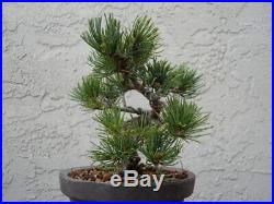 Shohin White Pine bonsai (Imported)