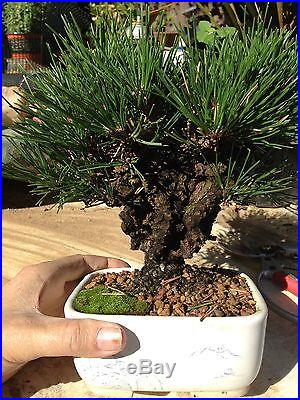 Shohin japanese black pine bonsai cork bark nishiki kuromatsu, wonderful tree