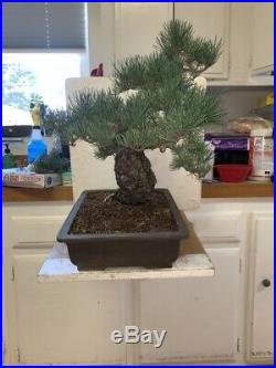 Show Bonsai Tree Five Needle Pine Japanese White Pine Miyajima-goyo 100yrs+old