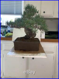 Show Bonsai Tree Five Needle Pine Japanese White Pine Miyajima-goyo 100yrs+old