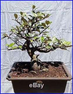 Silver Berry Bonsai Tree