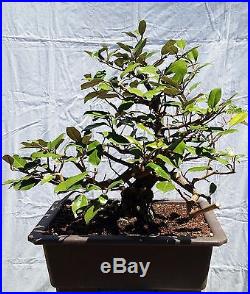 Silver Berry Bonsai Tree