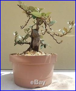 Silver Berry Bonsai Tree (Fruit Tree), Sale