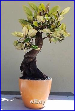 Silver Berry Bonsai Tree (Fruit Tree), Sale