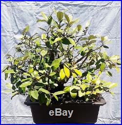 Silverberry Bonsai Tree