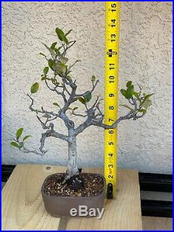 Silverberry Bonsai Tree