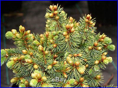 Sitka Spruce, Picea sitchensis, Tree Seeds