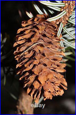 Sitka Spruce, Picea sitchensis, Tree Seeds