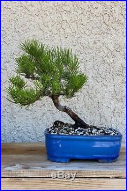 Slanted Japanese Black Pine Bonsai Mini Evergreen Thick Trunk RARE