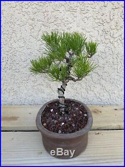 Slanted Japanese Black Pine Bonsai Tree Mini Evergreen RARE