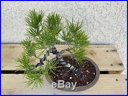 Slanted Japanese Black Pine Bonsai Tree Mini Evergreen RARE