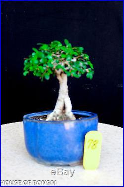 Small leaf'chinese elm shohin mame bonsai tree # 78