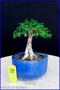 Small leaf'chinese elm shohin mame bonsai tree # 78