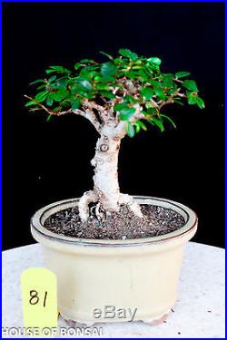 Small leaf'chinese elm shohin mame bonsai tree # 81