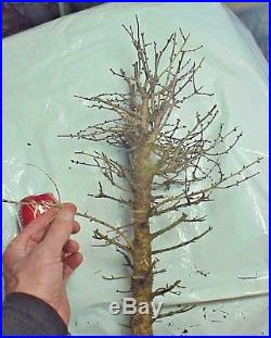 Specimen American Larch Tamarack Bonsai Tree 20 Tall Thick Knarly Trunk 30 yrs