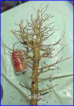 Specimen American Larch Tamarack Bonsai Tree 20 Tall Thick Knarly Trunk 30 yrs