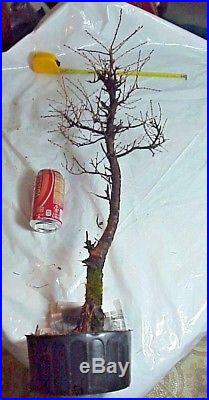 Specimen American Larch Tamarack Bonsai Tree 24 Tall Thick Knarly Trunk 30 yrs