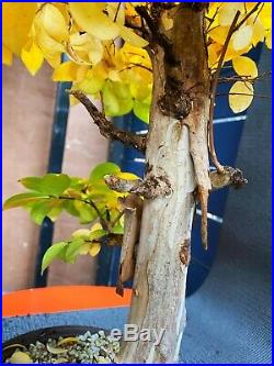 Specimen Bonsai Flowering Crape Myrtle Natchez Thick Trunk Peeling Bark
