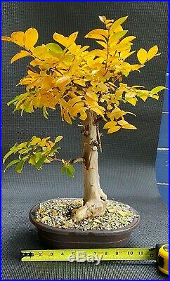 Specimen Bonsai Flowering Crape Myrtle Natchez Thick Trunk Peeling Bark