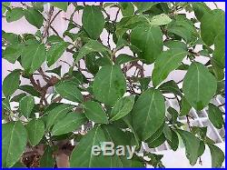 Specimen Bonsai Princess Persimmon Tree (Import)
