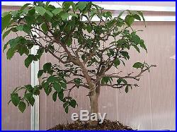 Specimen Bonsai Princess Persimmon Tree (Import)