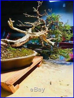 Specimen Bonsai Tree Collected Rocky Mountain Juniper Finished Tree