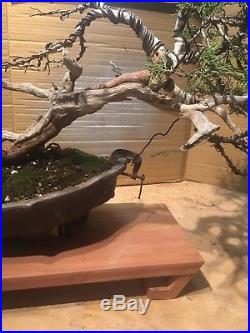 Specimen Bonsai Tree Collected Rocky Mountain Juniper Finished Tree