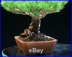 Specimen Bonsai Tree Five Needle Pine Japanese White Pine FNPST-1028