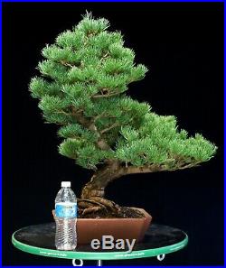 Specimen Bonsai Tree Five Needle Pine Japanese White Pine FNPST-1028